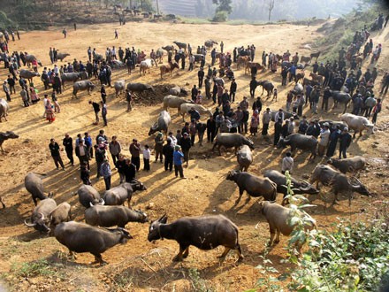 ដំបន់ខ្ពង់រាបស Bac Ha ខេត្ត Lao Cai ភាគខាងជើងវៀតណាម។ - ảnh 2